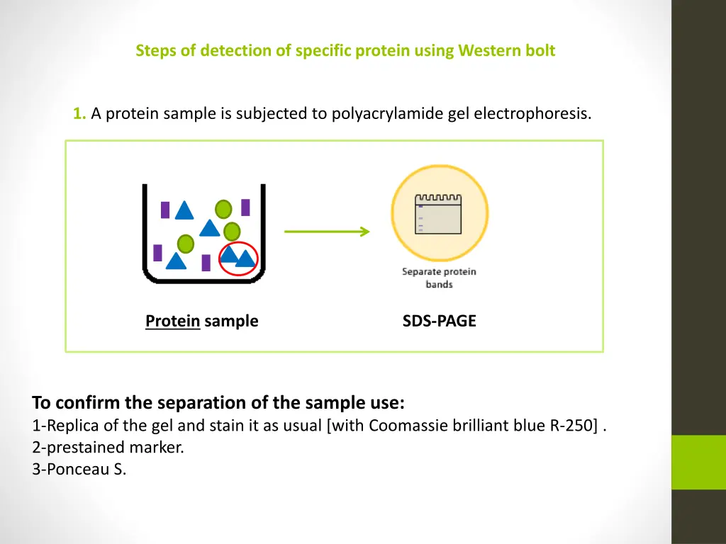 steps of detection of specific protein using