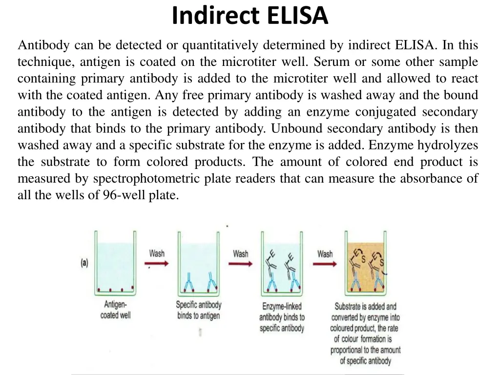 indirect elisa