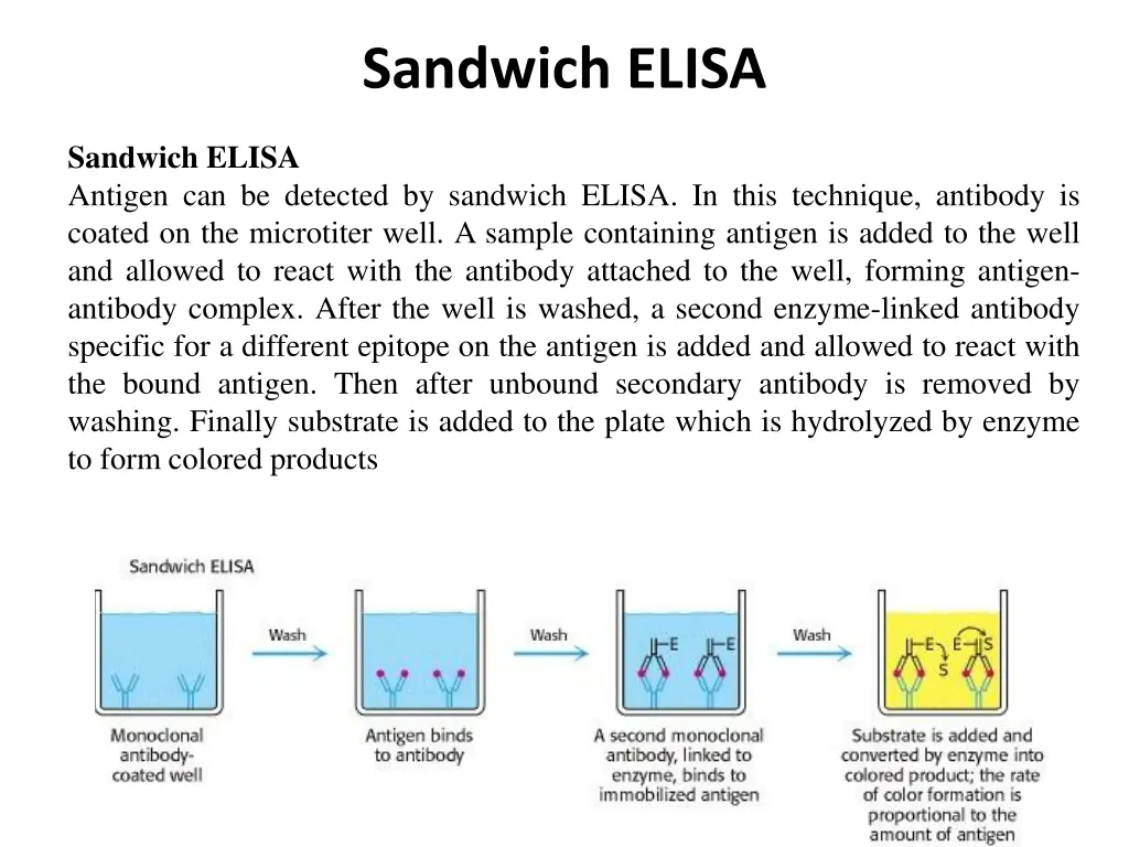 sandwich elisa