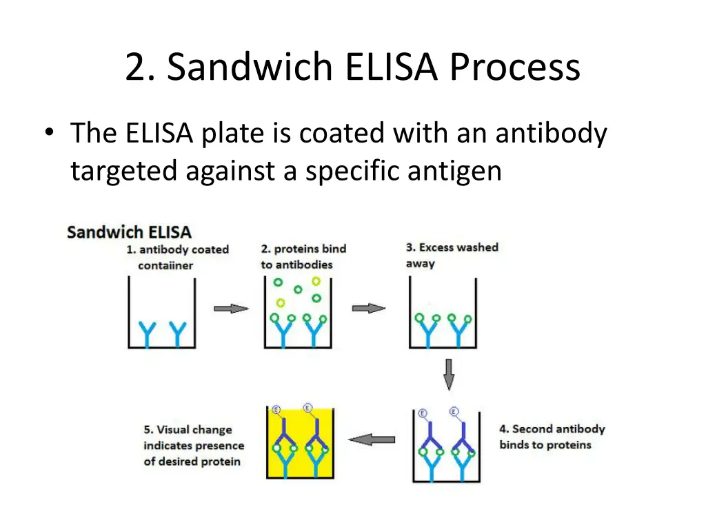 2 sandwich elisa process