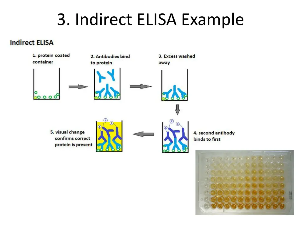 3 indirect elisa example