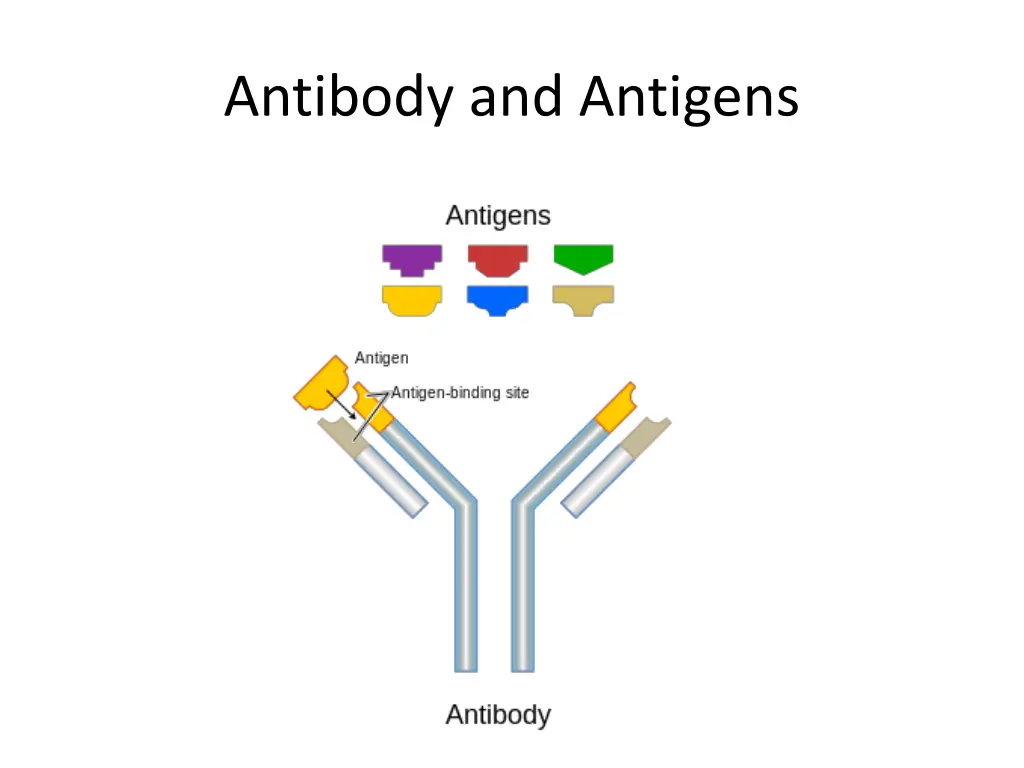 antibody and antigens