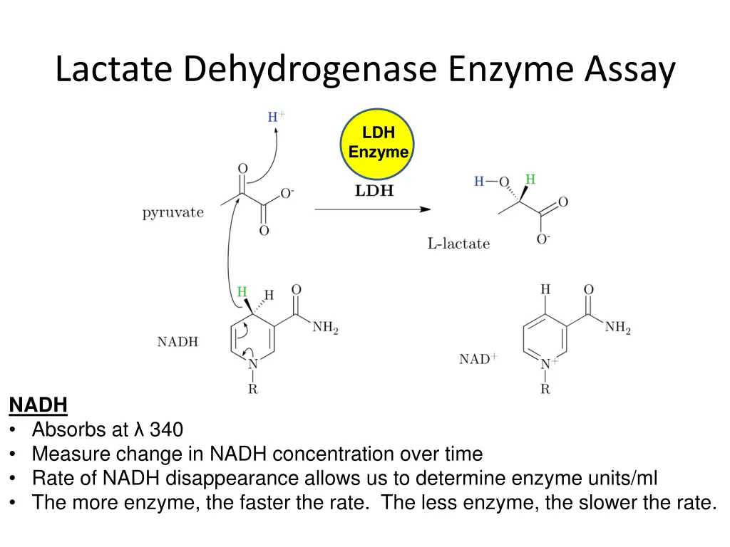 lactate dehydrogenase enzyme assay