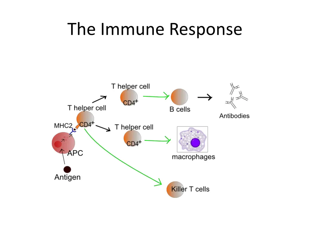 the immune response