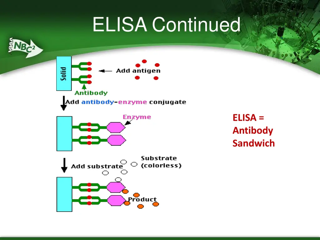 elisa continued