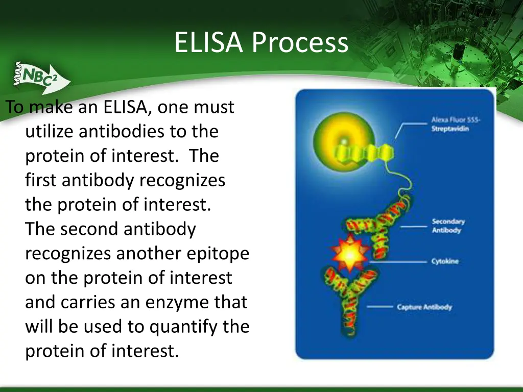 elisa process