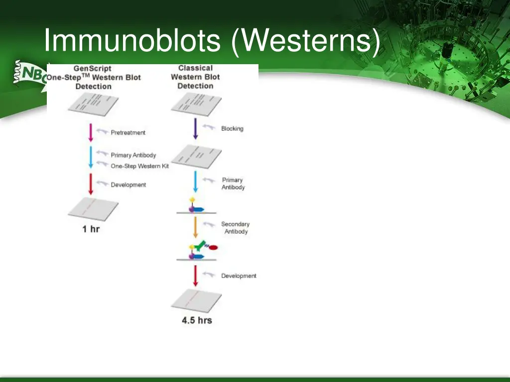 immunoblots westerns