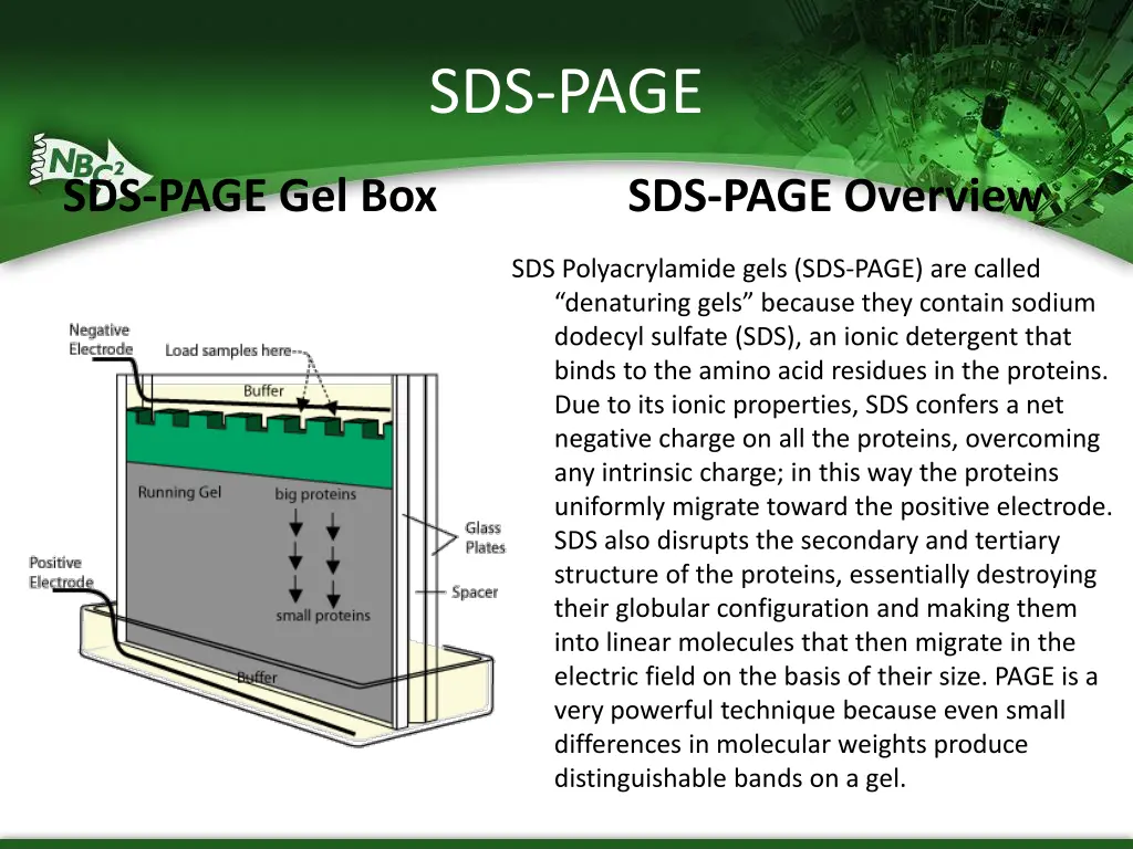 sds page