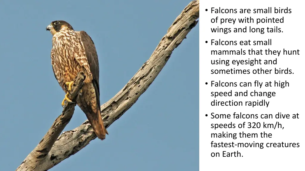 falcons are small birds of prey with pointed