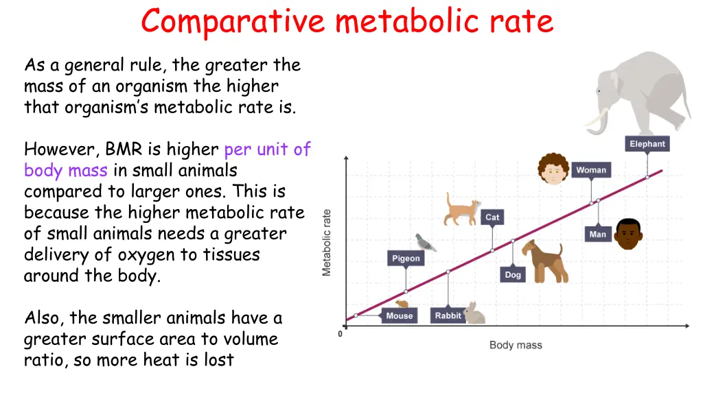 comparative metabolic rate