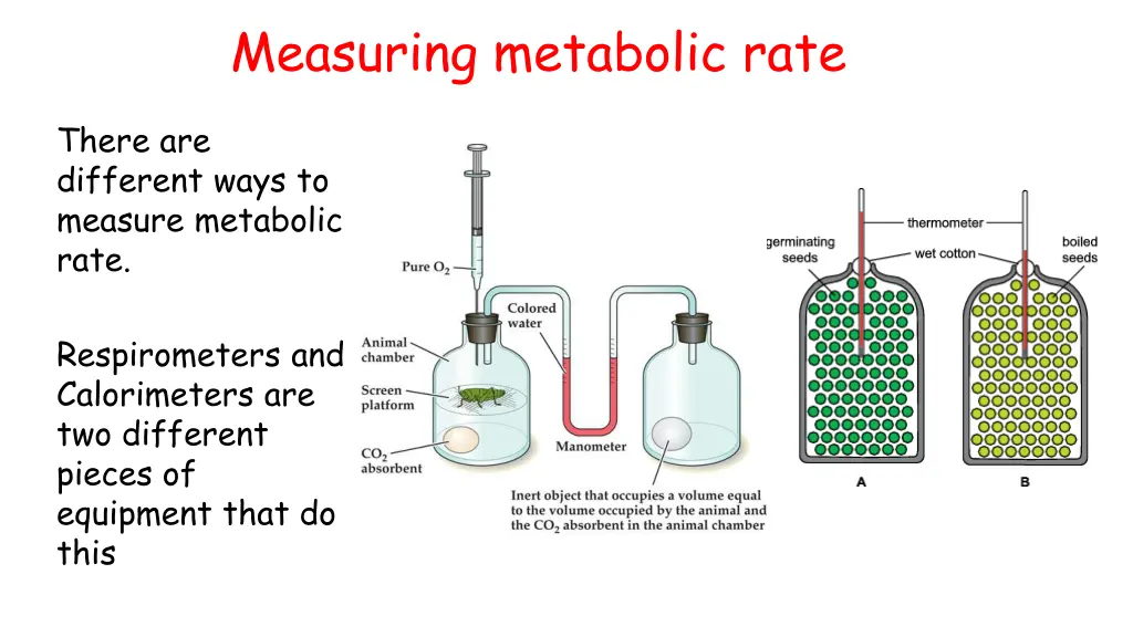 measuring metabolic rate