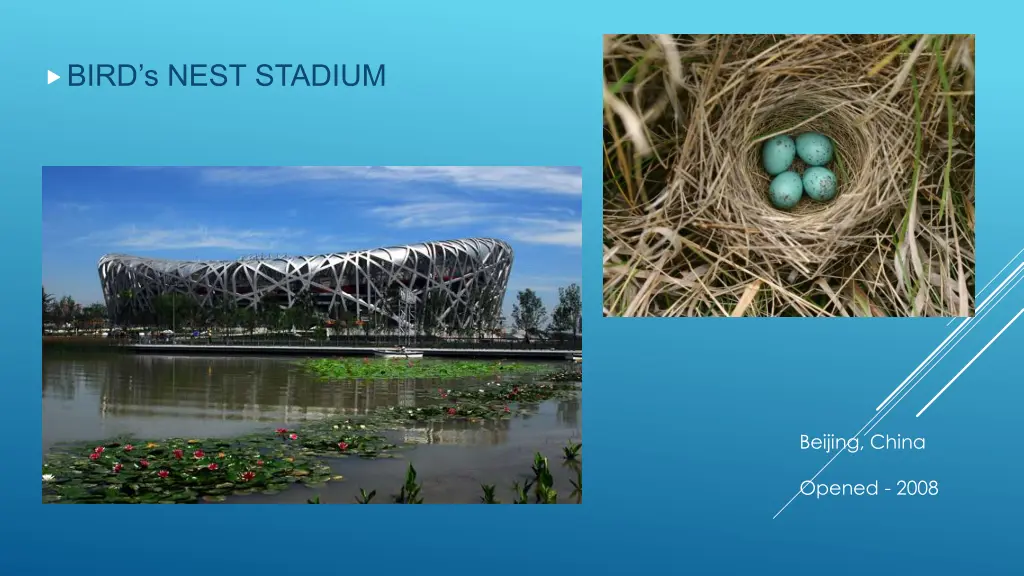 bird s nest stadium