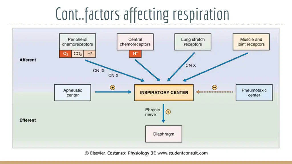 cont factors affecting respiration