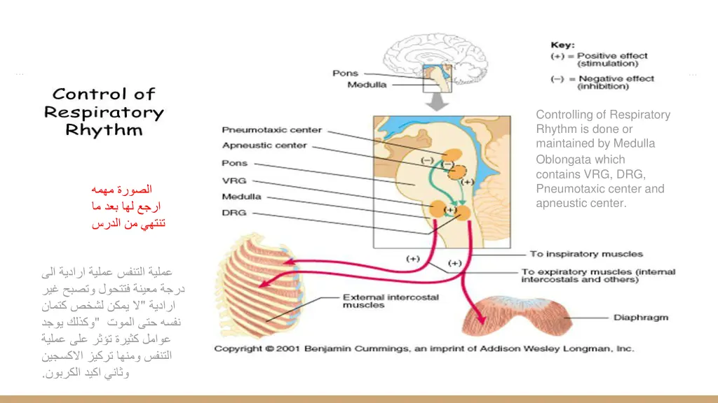 controlling of respiratory rhythm is done