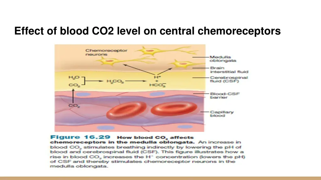 effect of blood co2 level on central