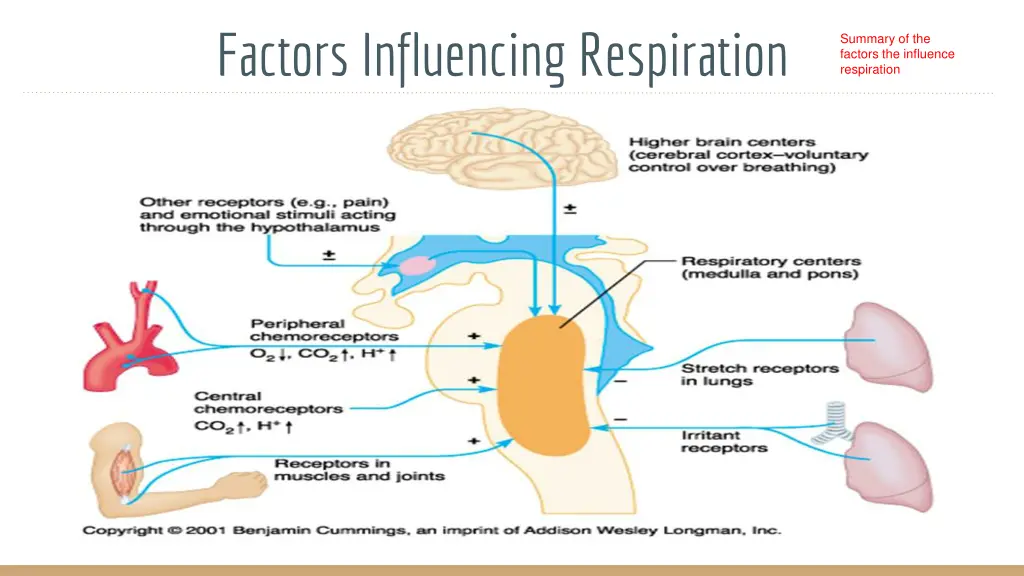 factors influencing respiration