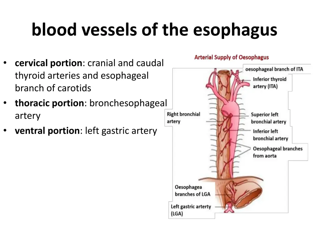 blood vessels of the esophagus