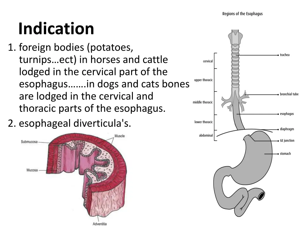 indication 1 foreign bodies potatoes turnips