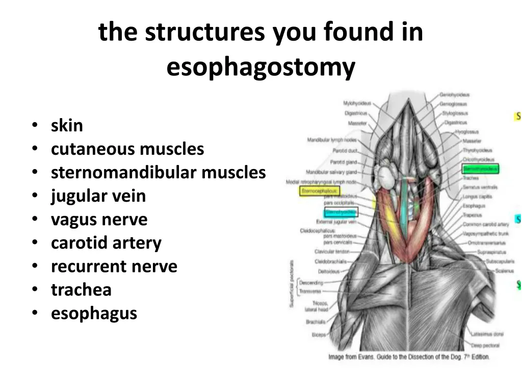 the structures you found in esophagostomy