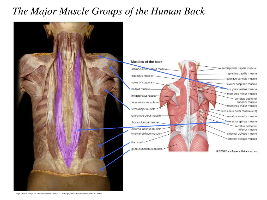 the major muscle groups of the human back