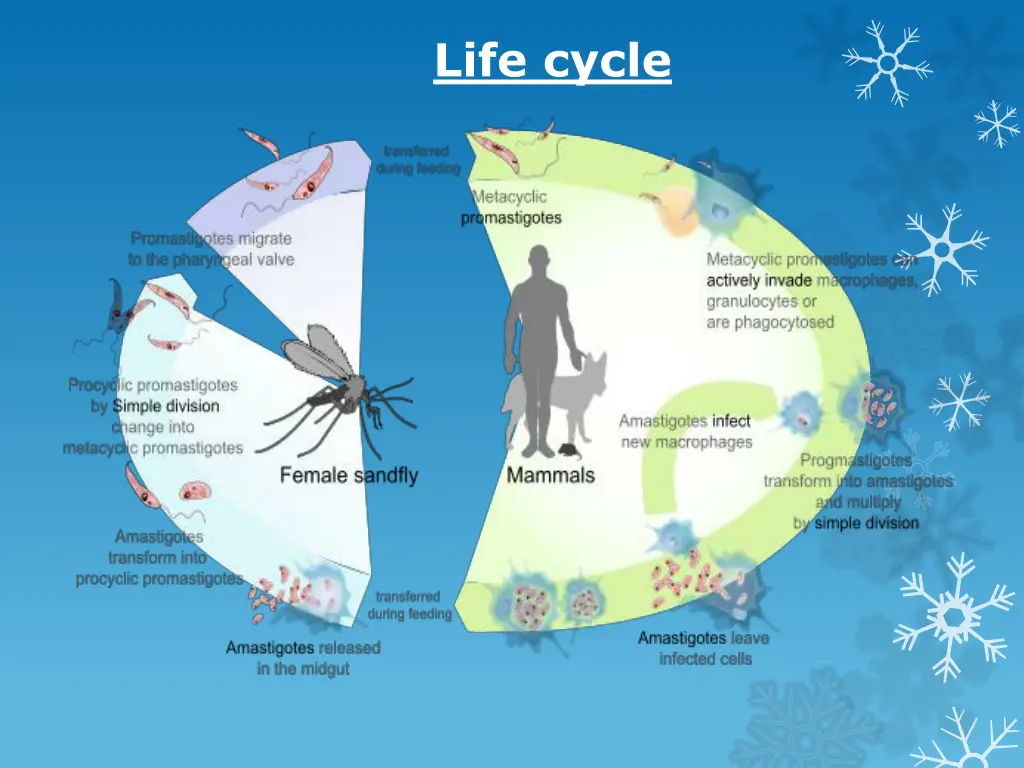 life cycle