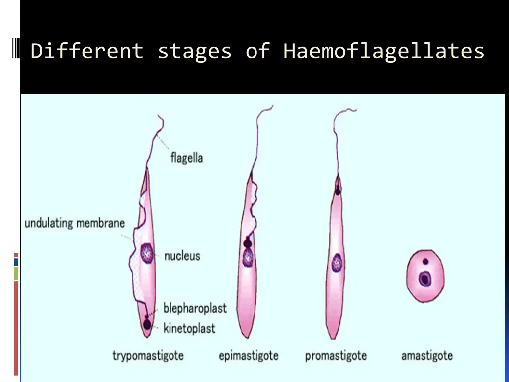 different stages of haemoflagellates