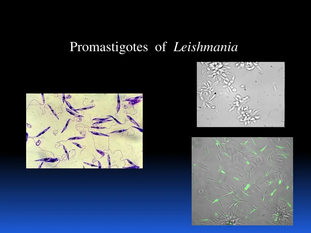 promastigotes of leishmania 1