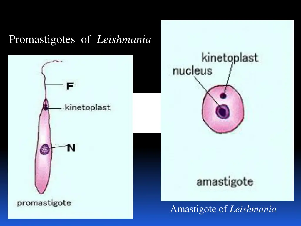 promastigotes of leishmania