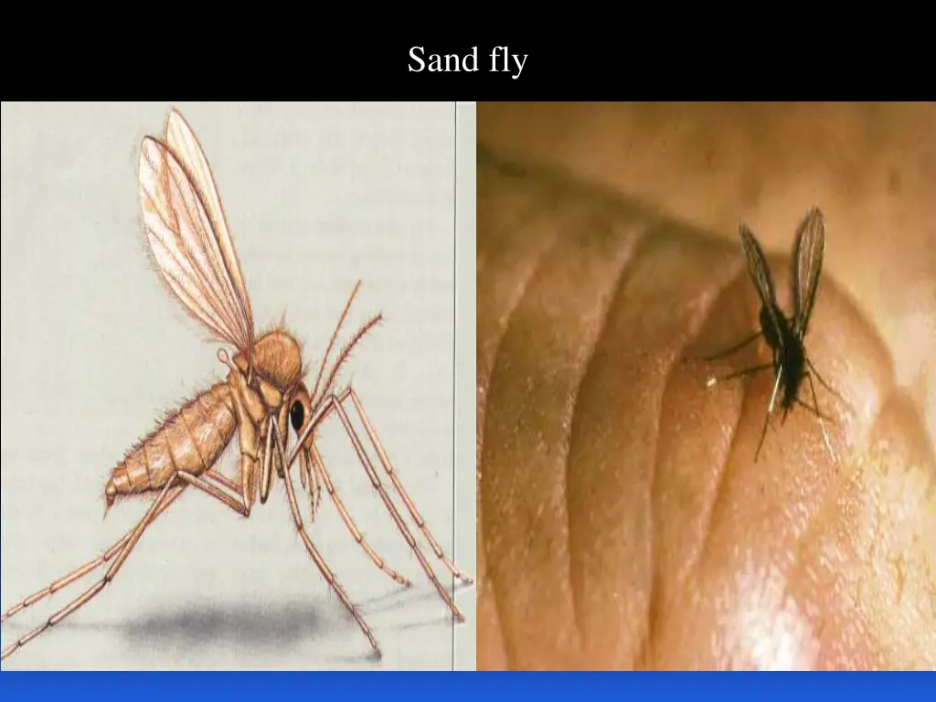 sand fly