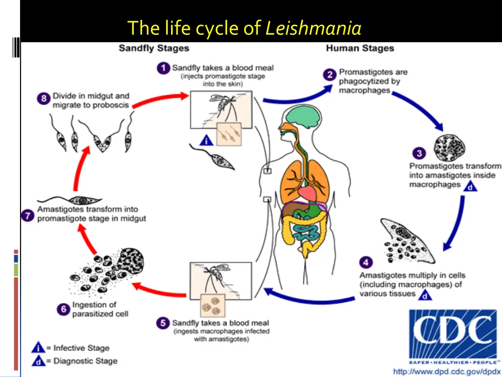 the life cycle of leishmania