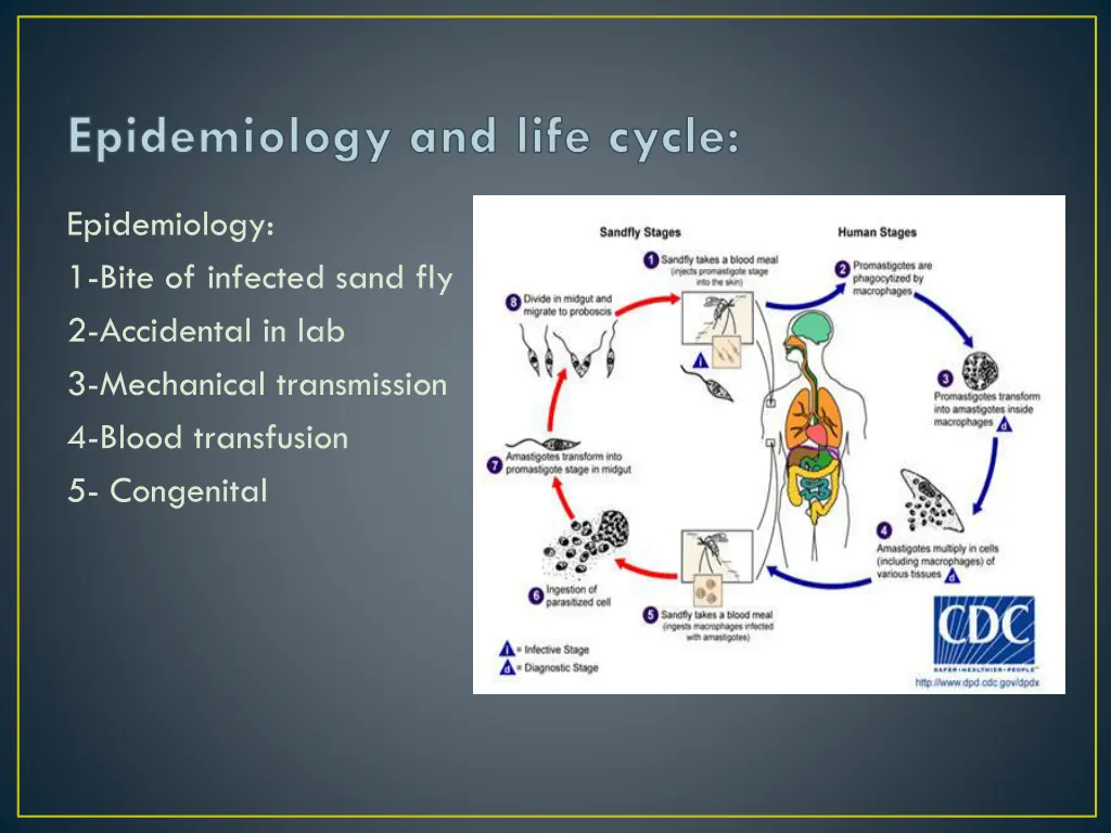 epidemiology and life cycle