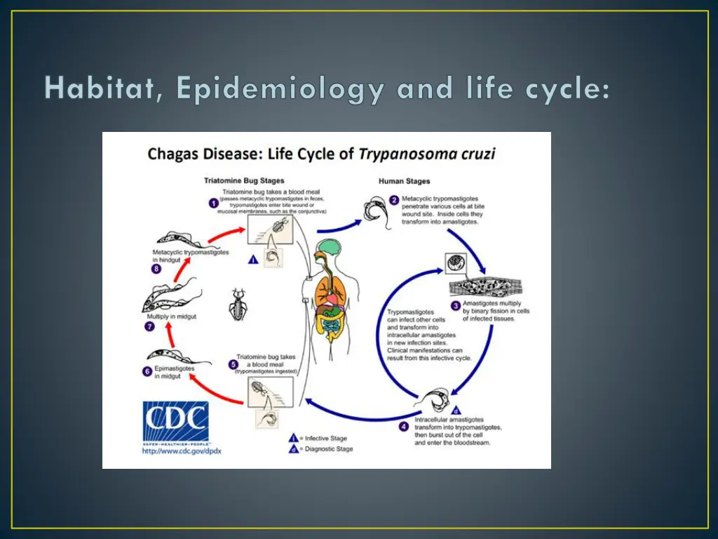 habitat epidemiology and life cycle