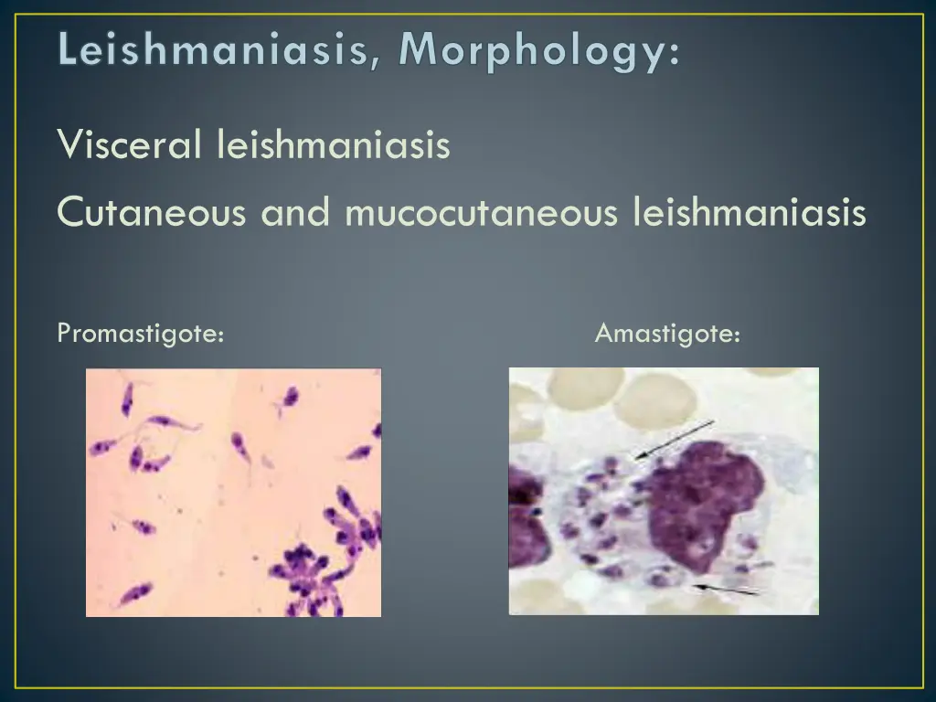 leishmaniasis morphology