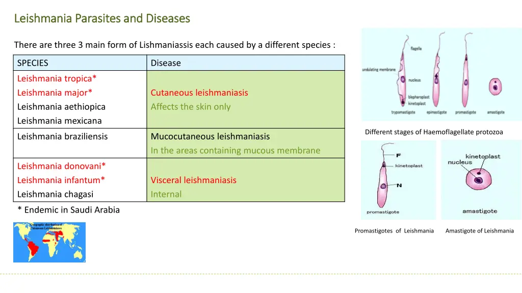 leishmania leishmania parasites and diseases