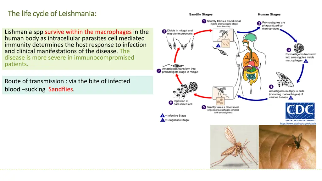 the life cycle of leishmania the life cycle