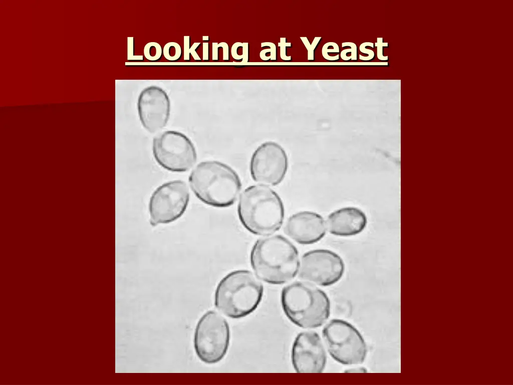 looking at yeast