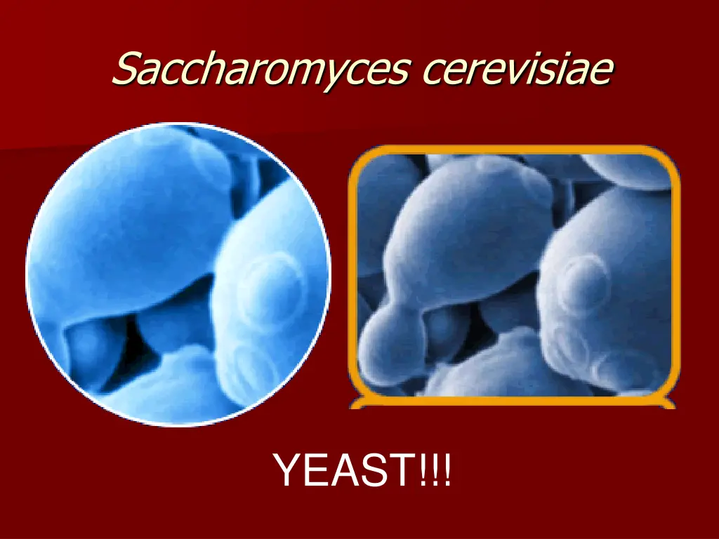 saccharomyces cerevisiae