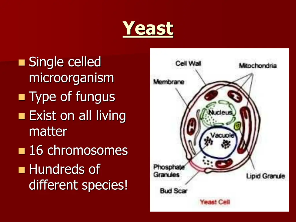 yeast