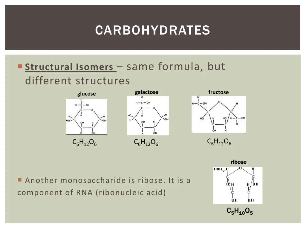 carbohydrates 2