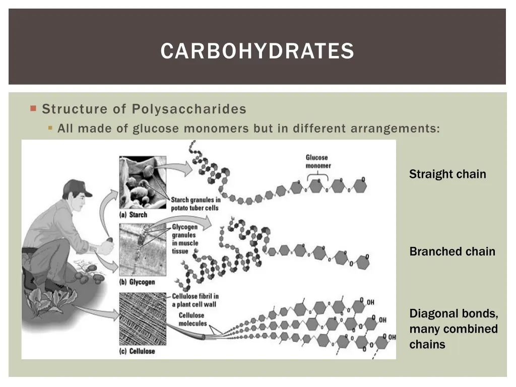 carbohydrates 6