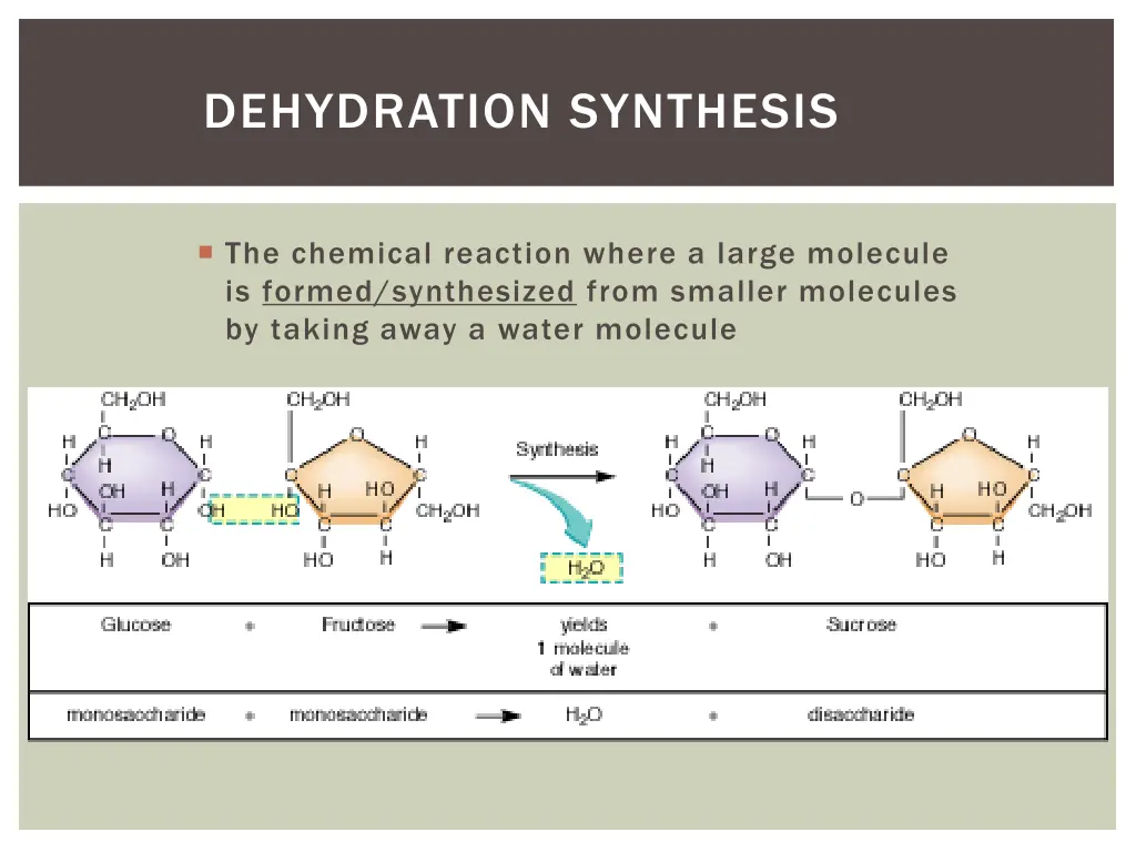 dehydration synthesis