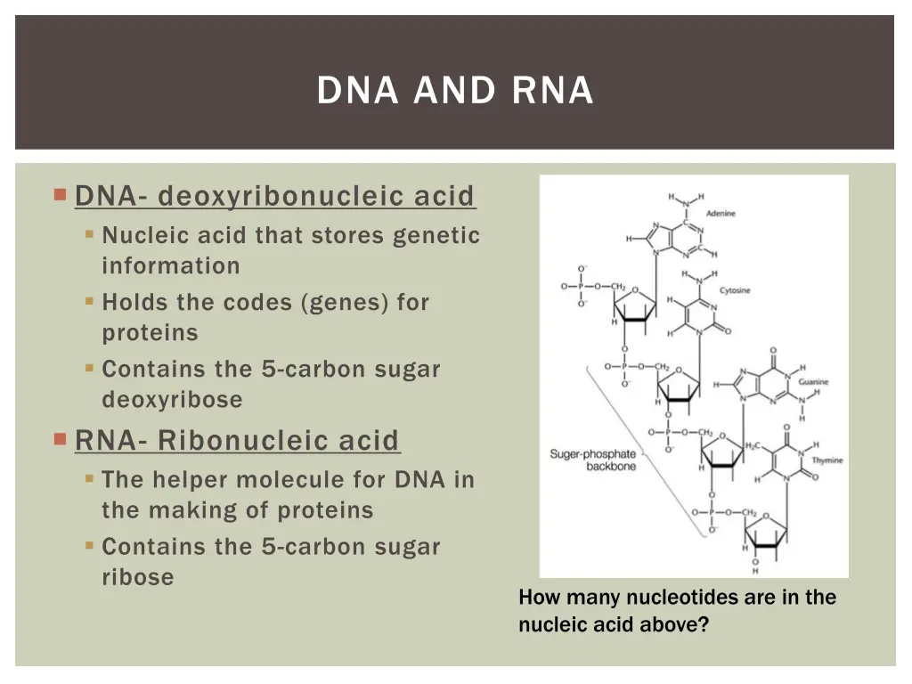 dna and rna