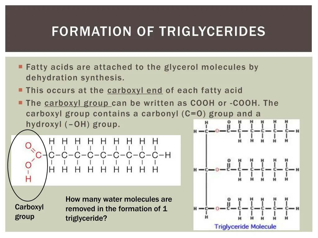 formation of triglycerides