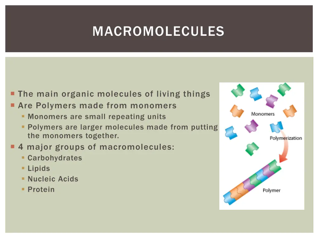 macromolecules