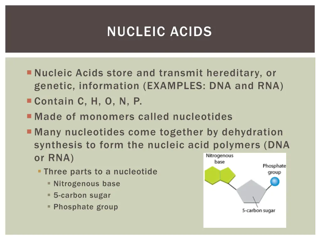 nucleic acids