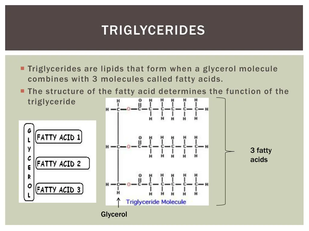 triglycerides