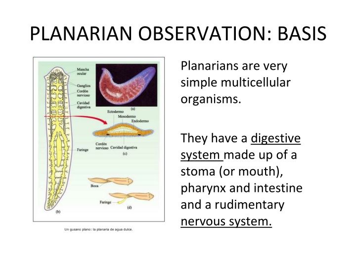 planarian observation basis