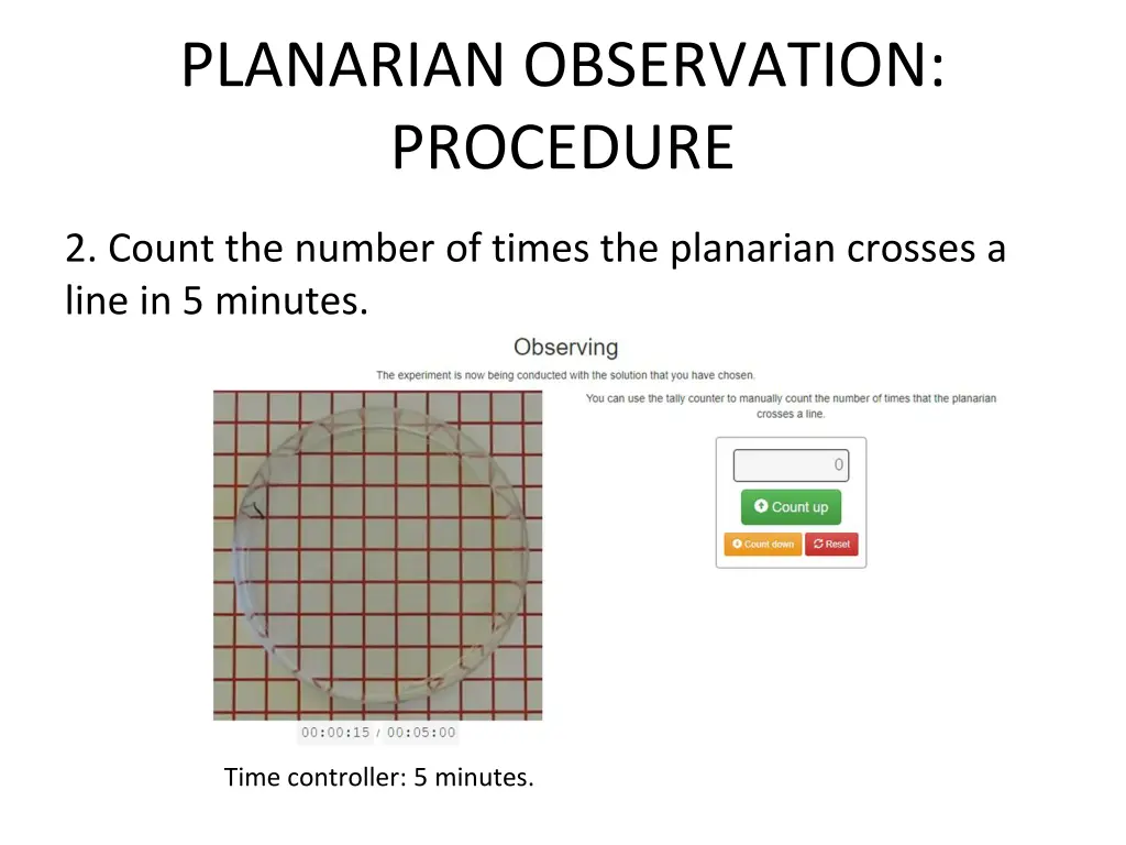 planarian observation procedure 1