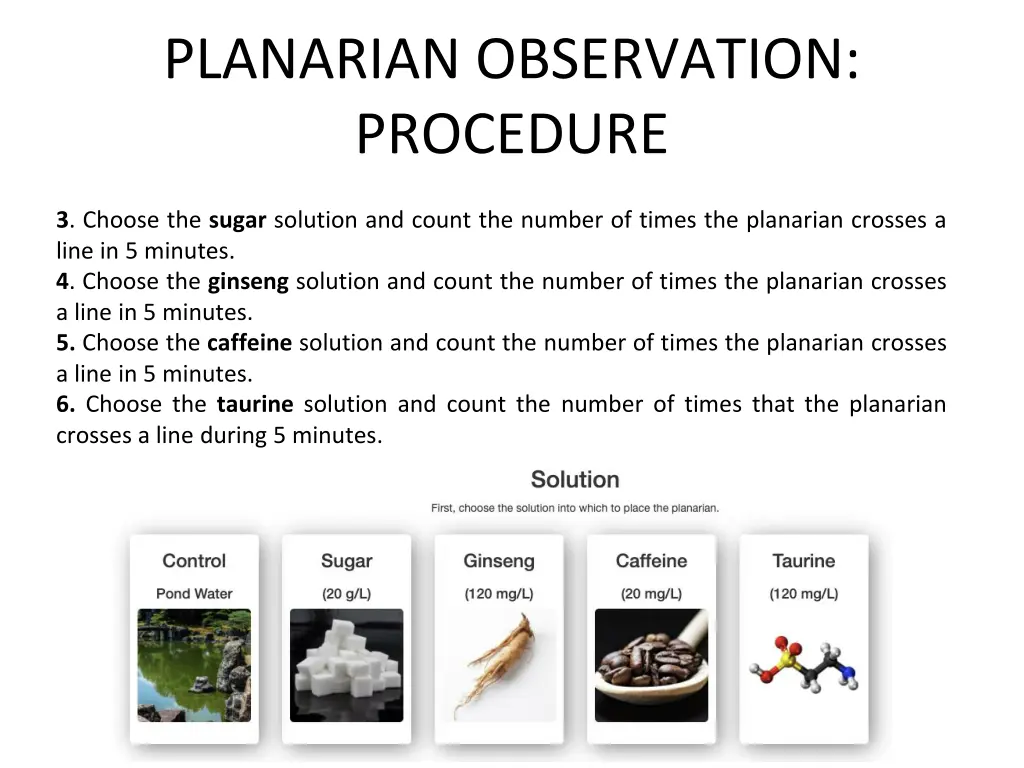 planarian observation procedure 2