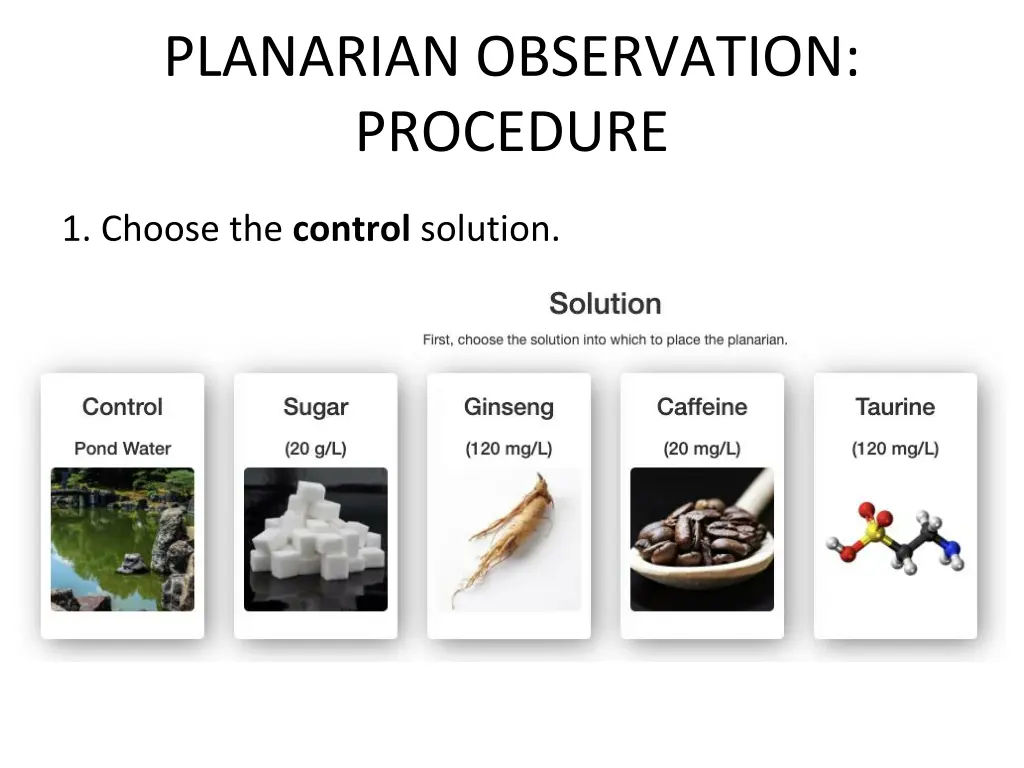 planarian observation procedure